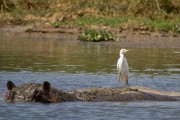 Cattle egret catching a ride on a very muddy hippo : 2014 Uganda